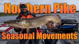 Northern Pike — Seasonal Movements [upl. by Eilyk]