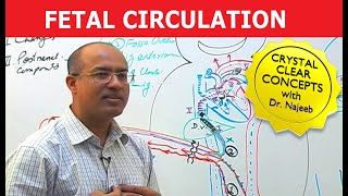 Fetal Circulation  Embryology  Dr Najeeb [upl. by Shippee]