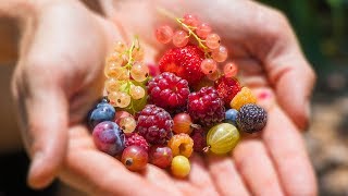 Harvesting 12 DIFFERENT kinds of BERRIES at ONCE from the GARDEN [upl. by Acinemod486]