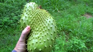 How to Pick a Ripe Soursop  Guanábana  Graviola  Video [upl. by Arliene203]