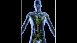 anatomy of lymphatic system DR SAMEH GHAZY [upl. by Lladnarc]