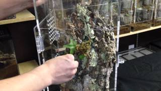 Arboreal Tarantula Enclosure Setup [upl. by Noffets]