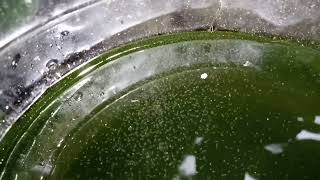 DAPHNIA MOINA CULTURE IN A SMALL BUCKET [upl. by Kaiulani321]