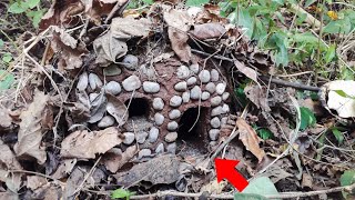 Encuentran Misteriosa Casa Diminuta De Duende  En Medio Del Bosque [upl. by Tnilk]