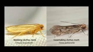 Clothes Moth Identification [upl. by Yrak324]