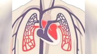 The Heart Part 1  Under Pressure Crash Course Anatomy amp Physiology 25 [upl. by Imer]