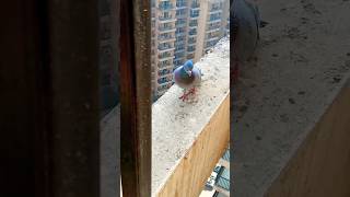 Fitraten jo pale hain bollywood song pigeon birds shorts video [upl. by Dnalloh]