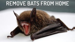 9 Easiest Ways to Get Rid of Bats [upl. by Winton]