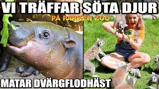 TRÄFFAR SÖTA DJUR PÅ PARKEN ZOO MATAR DVÄRGFLODHÄST [upl. by Annhej]