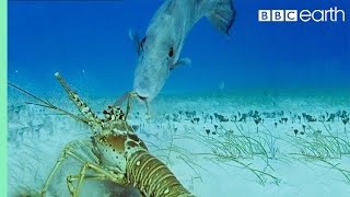 Lobsters vs Trigger Fish  Trials Of Life  BBC Earth [upl. by Ecikram]