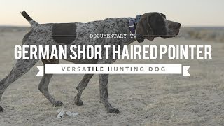 ALL ABOUT GERMAN SHORTHAIRED POINTERS VERSATILE HUNTER [upl. by Denae]