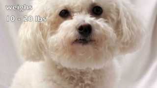 Dogs 101 Bichon Frise [upl. by Dyann]