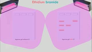 Agarose Gel Electrophoresis Animation [upl. by Nosittam]