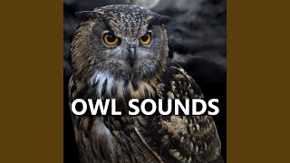 Sounds of Owls [upl. by Anilesor]