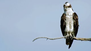 Peregrine Falcon Attempts to Steal Prey from Osprey [upl. by Gordy]