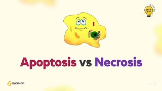 Apoptosis vs Necrosis  Pathology Lecture for Medical Students  VLearning™ [upl. by Ydollem]