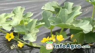 Melon Growing How to plant grow and harvest  12 [upl. by Ayoted754]