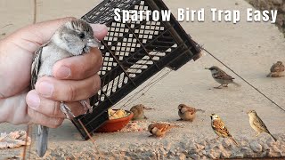 Sparrow trap  DIY Sparrow Bird Trap at home  How to Trap Sparrow  Homemade sparrow bird trapping [upl. by Holihs]