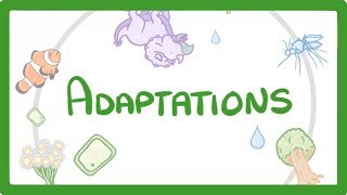 GCSE Biology  Adaptations 79 [upl. by Alta198]