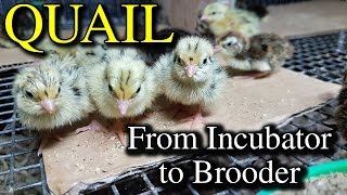 Hatching Quail Eggs amp Brooding Coturnix Chicks with Tips [upl. by Egdirdle]