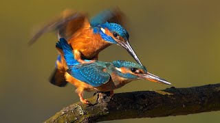 Mating birds – Common kingfisher Alcedo atthis [upl. by Nylcaj]