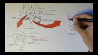 Brain Anatomy Overview  Lobes Diencephalon Brain Stem amp Limbic System [upl. by Anneyehc]