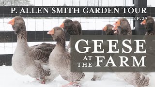 Heritage Geese Varieties Moss Mountain Farm  P Allen Smith 2019 [upl. by Montfort]