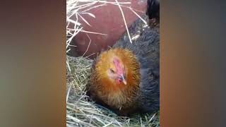 Gallina che cova i gattini [upl. by Aunson]