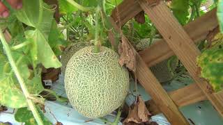 MELON EN EL HUERTO [upl. by Alius649]