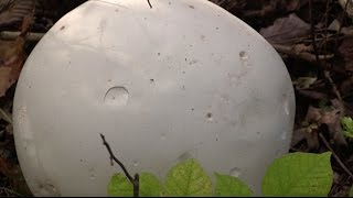 How to Identify and Eat White Puffball Mushrooms [upl. by Svirad]