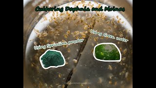 How To Culture Daphnia and Moinas using Green Water Spirulina powder [upl. by Katerina818]