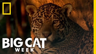 Learn About the Jaguar  Big Cat Week [upl. by Amikay713]