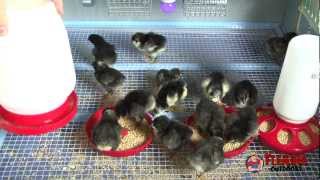 Chicken Brooder  Guide to Brooding Chicks [upl. by Pricilla]