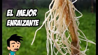 Como Hacer el Mejor Enraizante Natural  Huerto Organico [upl. by Hartill404]