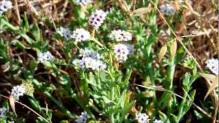 Salt Heliotrope Heliotropium curassavicum San Diego California [upl. by Eladal869]