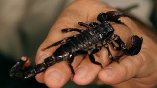 Types of Scorpions  Pet Tarantulas [upl. by Keegan]