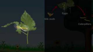 Life cycle of Silk Moth [upl. by Shaylynn]