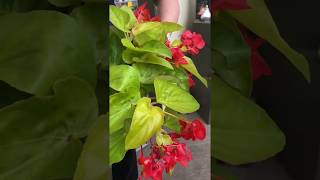 Gardening Tip  Begonia Care [upl. by Jyoti]