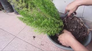 Foxtail Fern  How to Propagate [upl. by Erwin37]