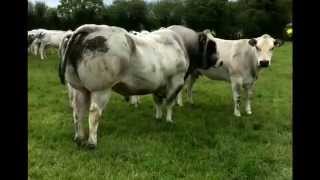 Irish Piedmontese cattle [upl. by Bo]