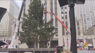 Rockefeller Center Christmas Tree arrives in New York City [upl. by Aggi]