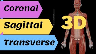 3D anatomical plane sagittal coronal and transverse plane in 3D view [upl. by Irrab]