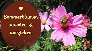 Sommerblumen aussäen amp vorziehen ♥ │Blumen Garten │ Bienenweide [upl. by Claudio]