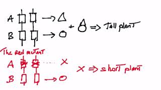 The complementation test [upl. by Avenej]