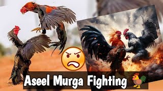 Aseel murga fighting 🐓 ytvideo shorts fight [upl. by Scottie]