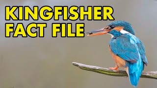 Kingfisher Fact File British Wildlife Facts [upl. by Bekah847]