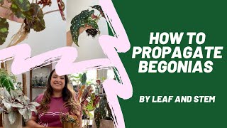 How to propagate Begonias by leaf and stem [upl. by Eden]