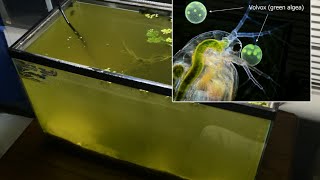 Raising Daphnia for the Freshwater Aquarium [upl. by Cassil860]