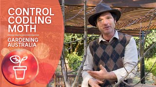 How to control Codling Moth [upl. by Ecyak489]