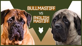 BULLMASTIFF VS ENGLISH MASTIFF [upl. by Jenei]